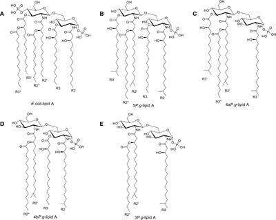 Lipopolysaccharide Preparation Derived From Porphyromonas gingivalis Induces a Weaker Immuno-Inflammatory Response in BV-2 Microglial Cells Than Escherichia coli by Differentially Activating TLR2/4-Mediated NF-κB/STAT3 Signaling Pathways